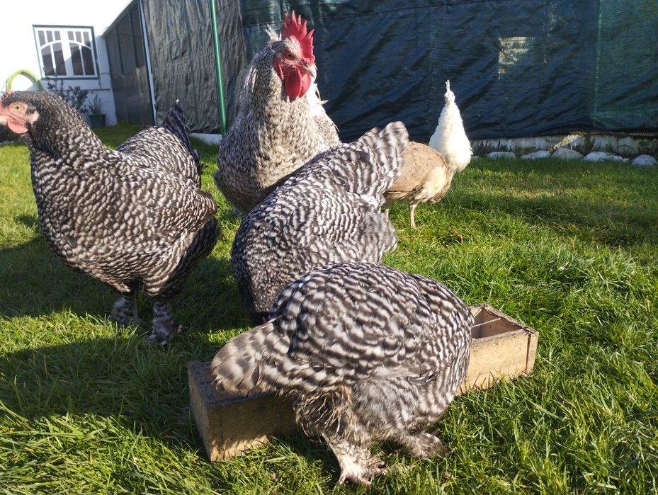 Ovos para incubação