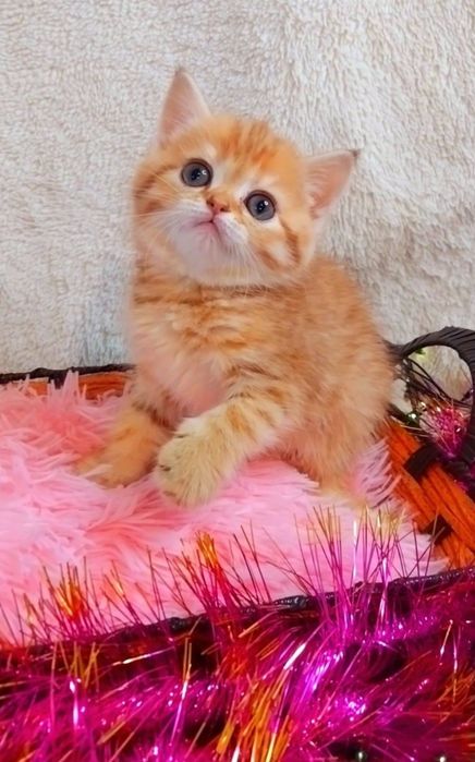 Золота шиншила таббі дівчинка красунечка