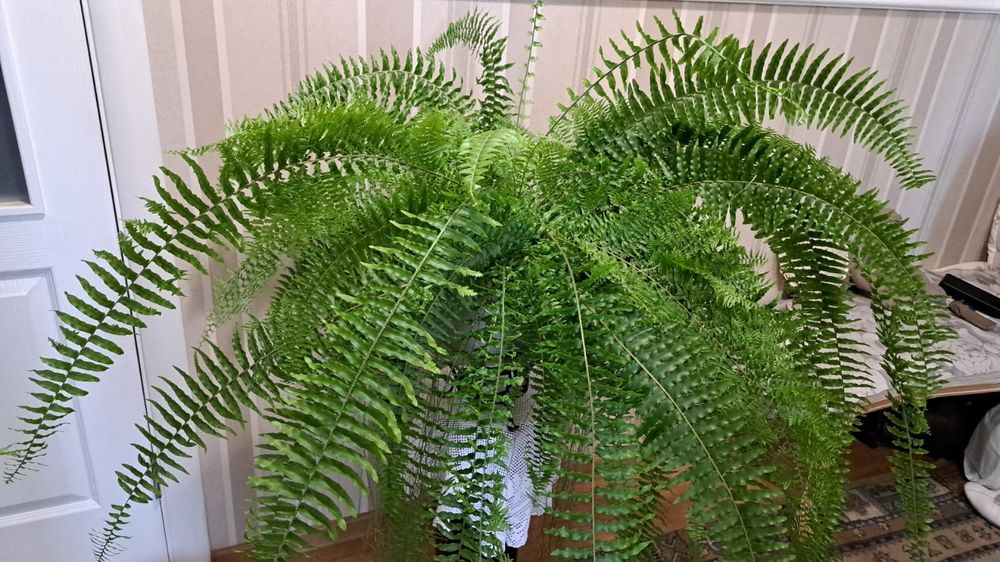 Продам Папоротник | Высота 110см | Ширина 120см