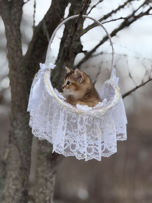 Высматриваем любьящих мам и пап