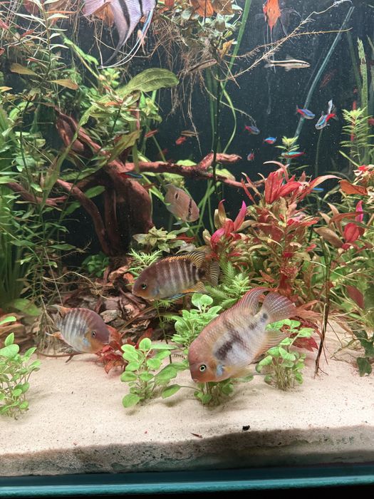 Pielegnice sajica parka