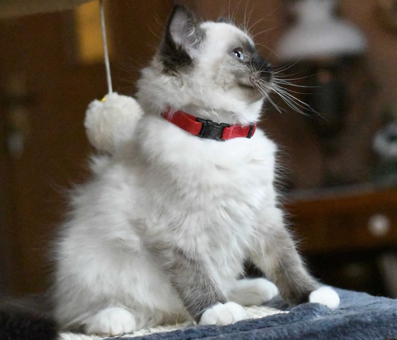 Ragdoll kotka seal mitted