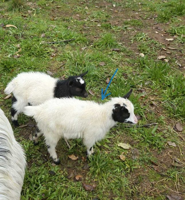 Reserva cabritos anões