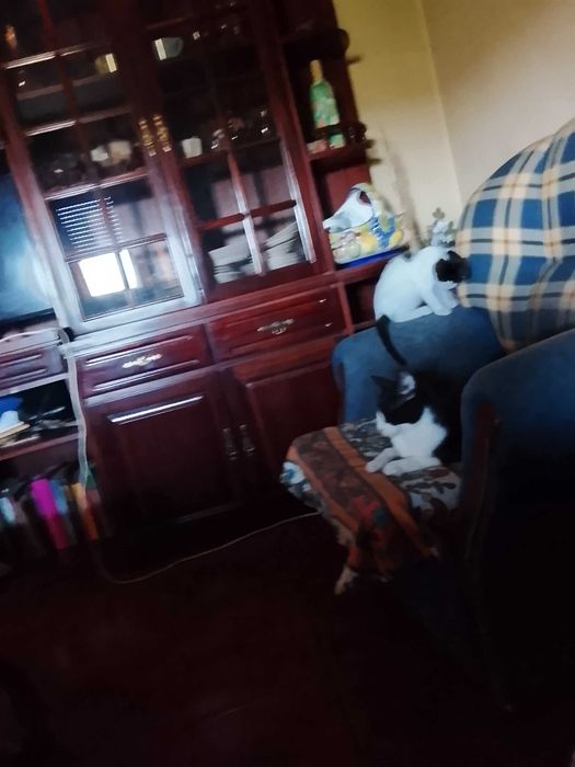 Gatinha para adoção