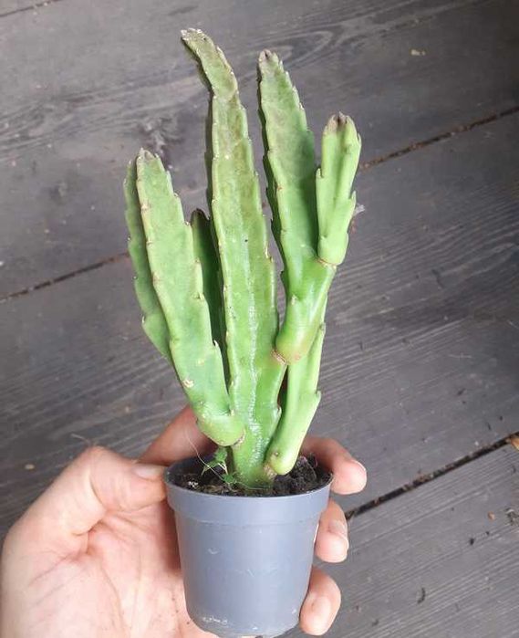 Stapelia grandiflora nr 5 duże włochate kwiaty