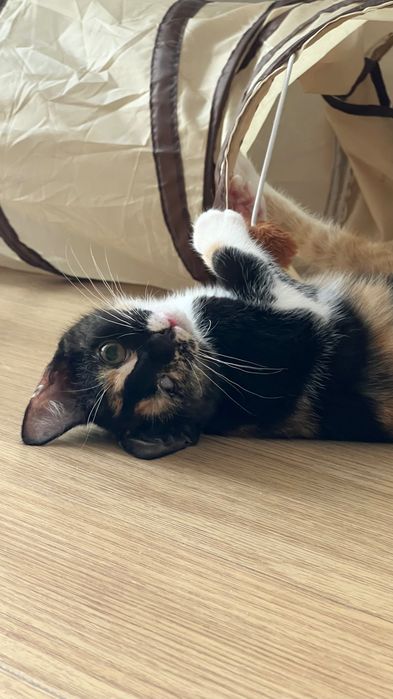 Кошенята шукають дім