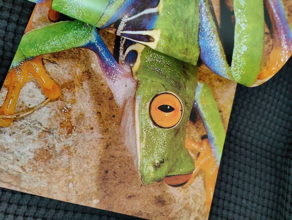 Coleção Mundo Animal