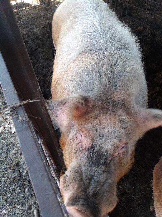 Продам хряка кнура.