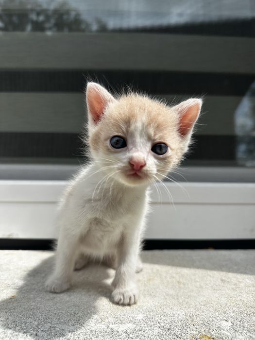 Віддам кошенят у хороші руки
