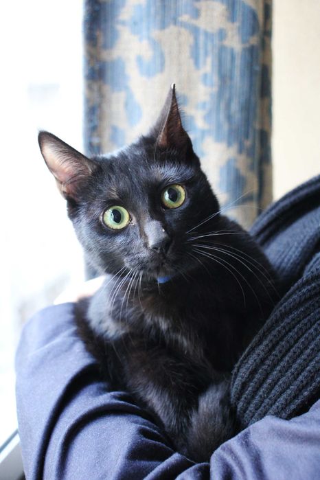 ESTERILIZADA | Gata juvenil disponível para adoção responsável