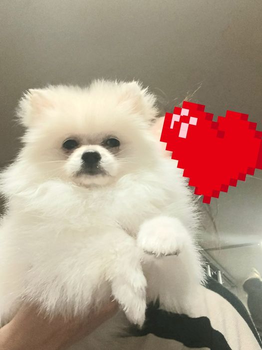 Дівчинка шпіц біленька