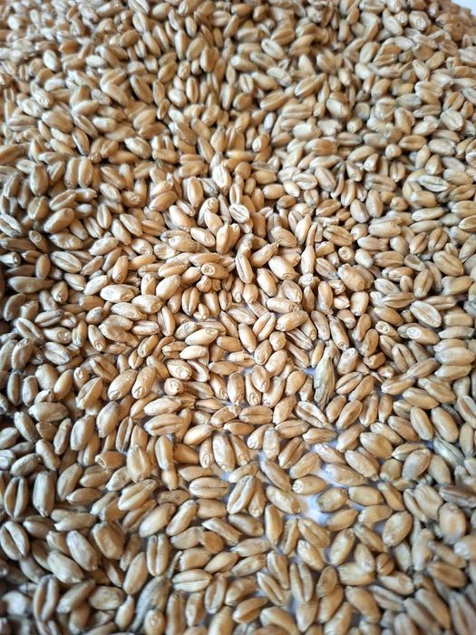 Pszenica jara "FLORENTYNA" C/1, materiał kwalifikowany