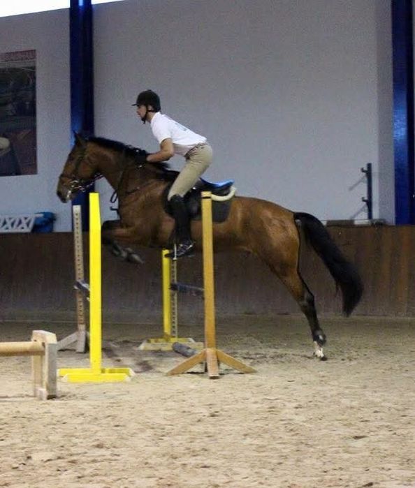 Vendo ou troco cavalo castrado