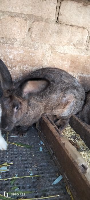 Кролики разних возрастов от3 месяцев до 1,5года очень дешево