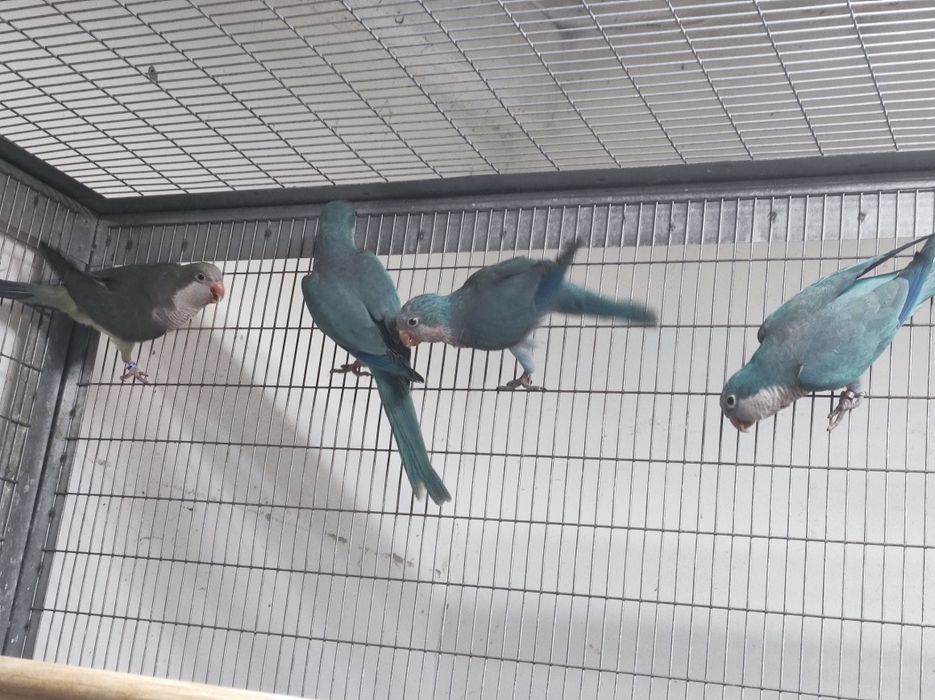 Casal disponível não congénito com toda a decomentacao