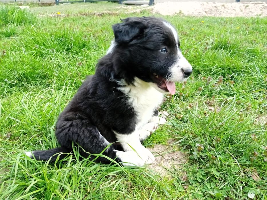 Border Collie śliczny szczeniak Ella suka suczka czarno-biała puchaty niedźwiadek