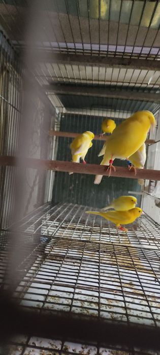 Canários amarelos intensos e nevados, canários de 2025.