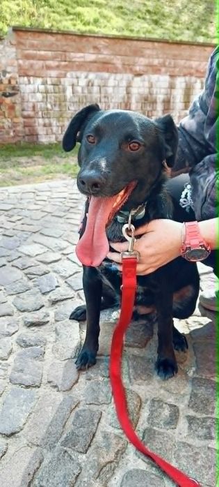Fajny psiak do adopcji