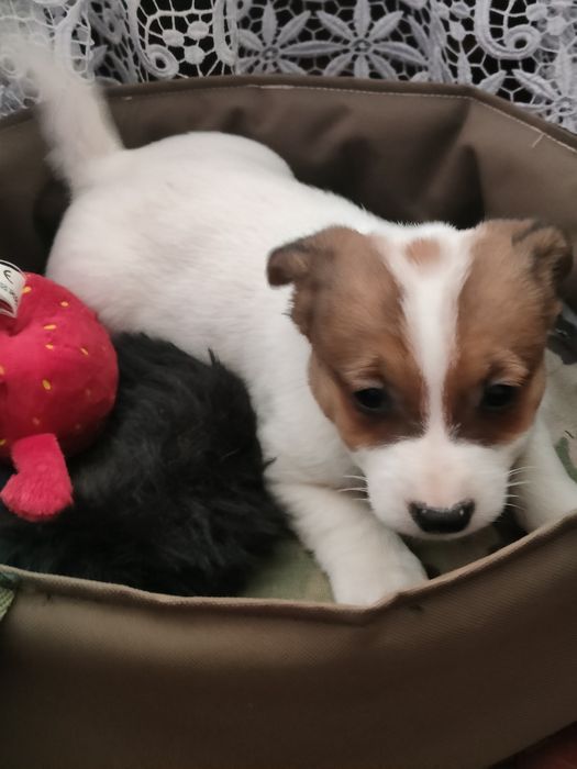 Jack Russell Terrier