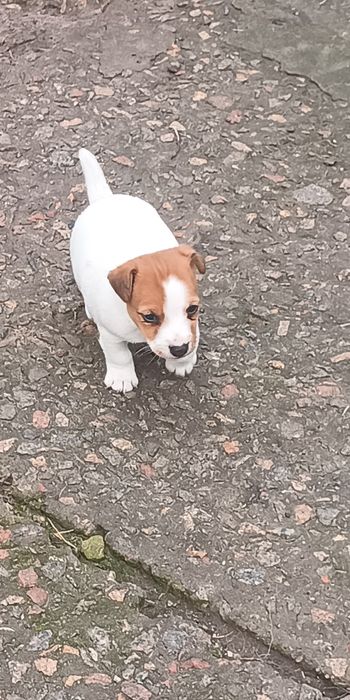 Джек Рассел тер'єр