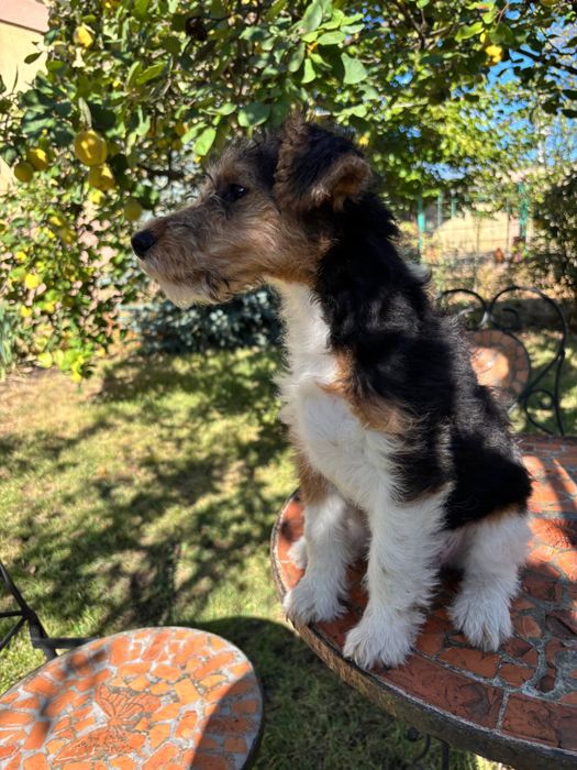 Щенки жесткошерстного фокстерьера КСУ/FCI