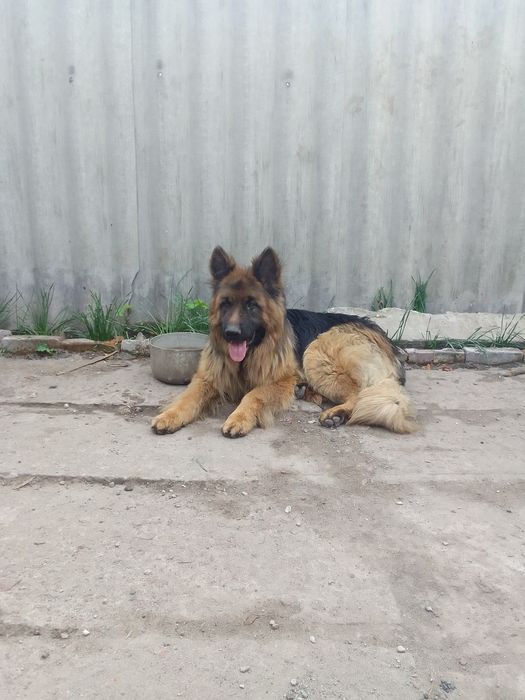 Вязка немецкой длинношерстной овчарки. Кобель.