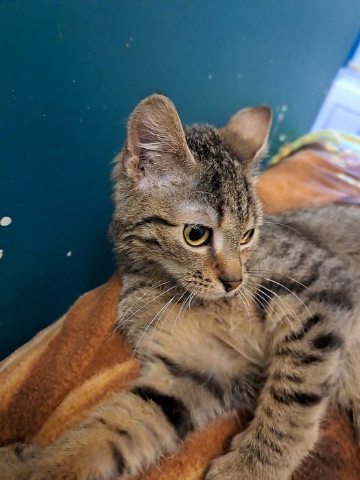 Kruszynka, młodziutka kotka do adopcji