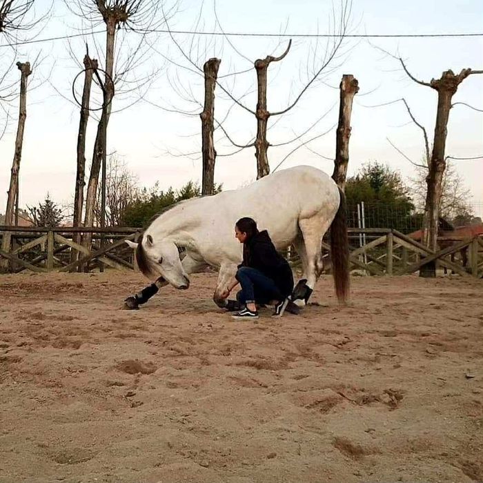 Cavalo lusitano puro - castrado