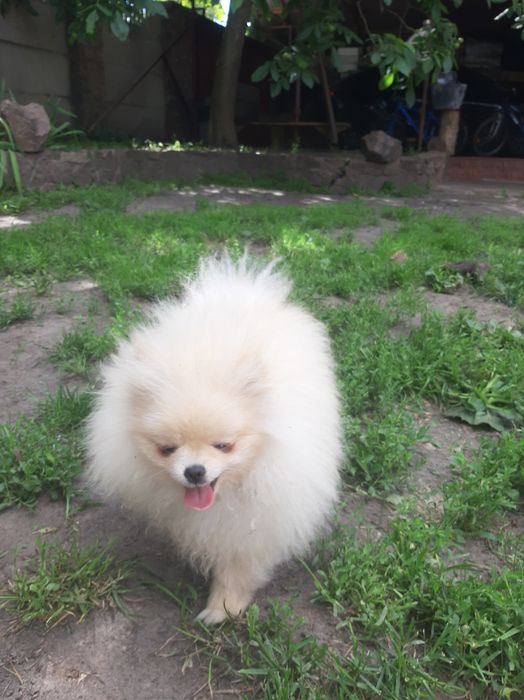 Померанський Шпіц-міні!