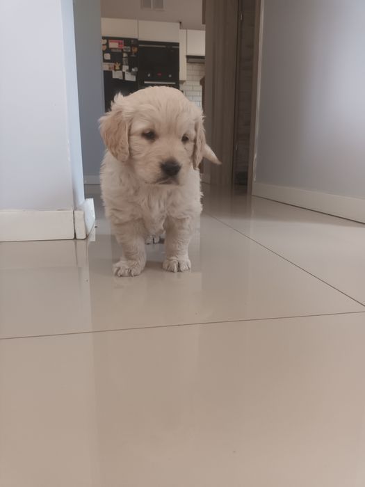 Golden retriever.