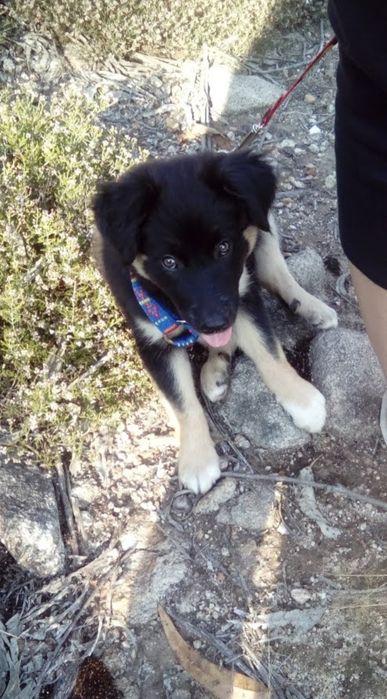 Pet-sitting/ Tomo conta de animais