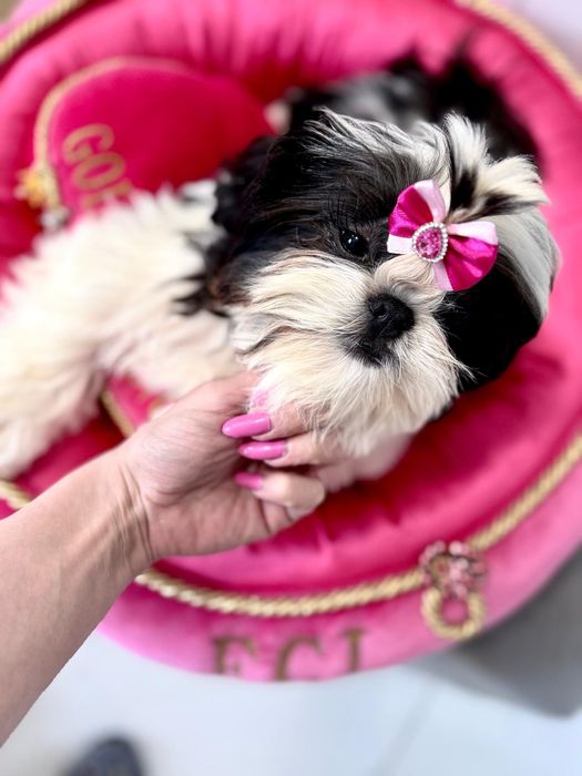 Shih Tzu ZKwP FCI z kompletem badań dodatkowych! Mini! Czarny!