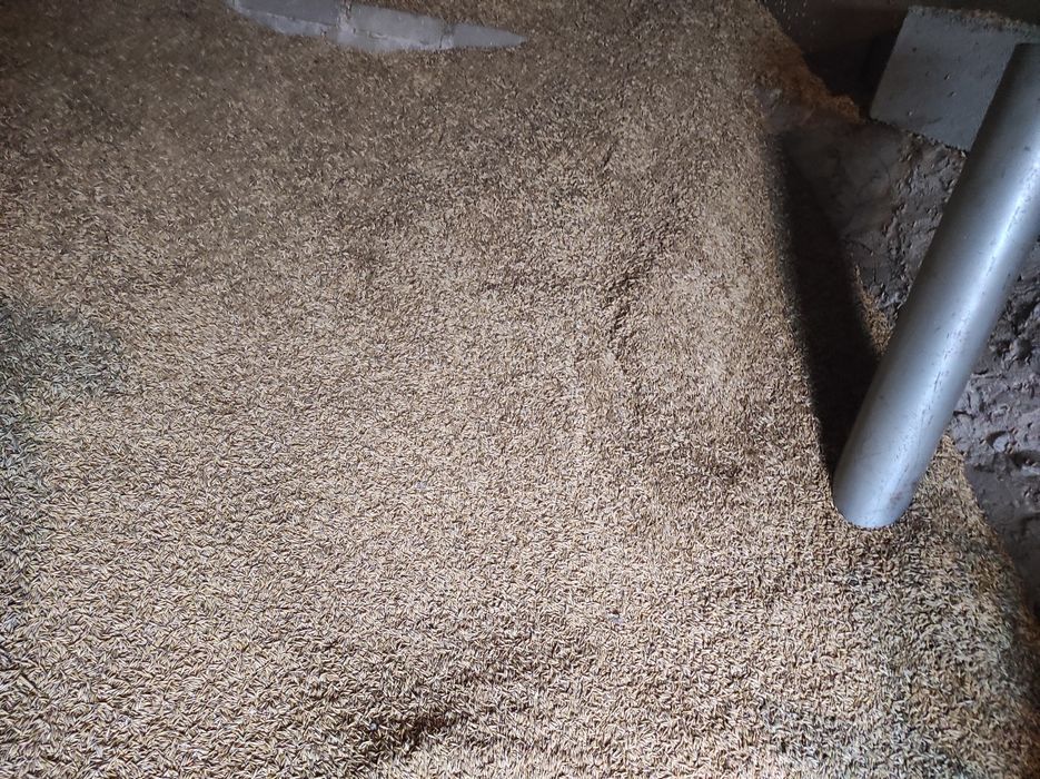 Zboże owies, przenżyto 2025