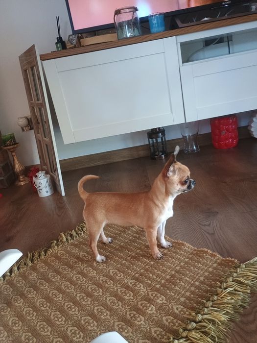 Chihuahua dziewczynka XXS, maleńka