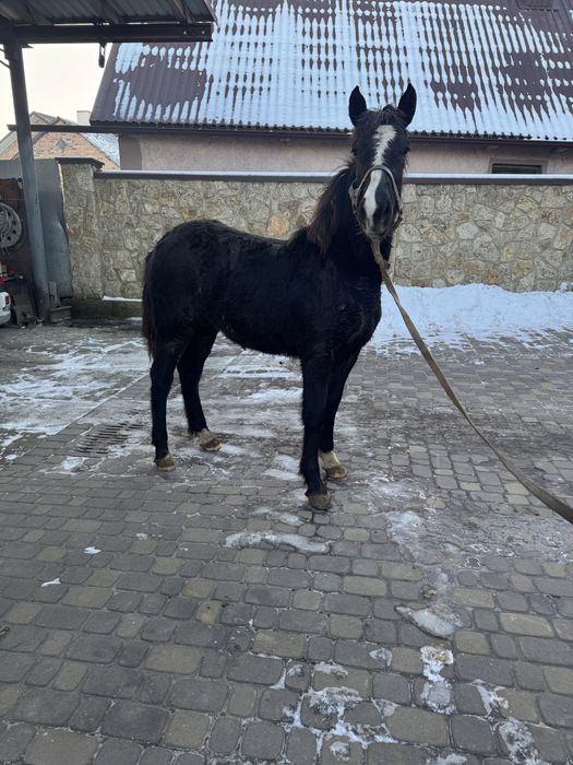 Продам лоша (Лошичка)