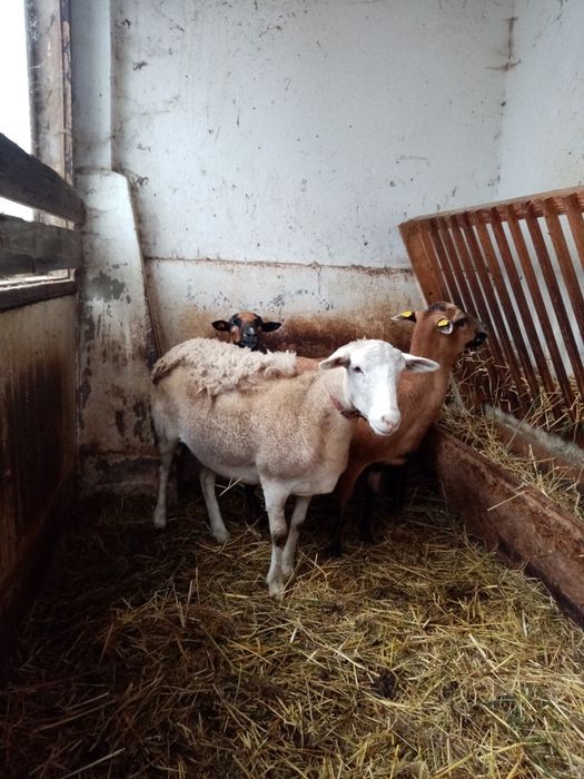 Owce kameruńskie-Nolana