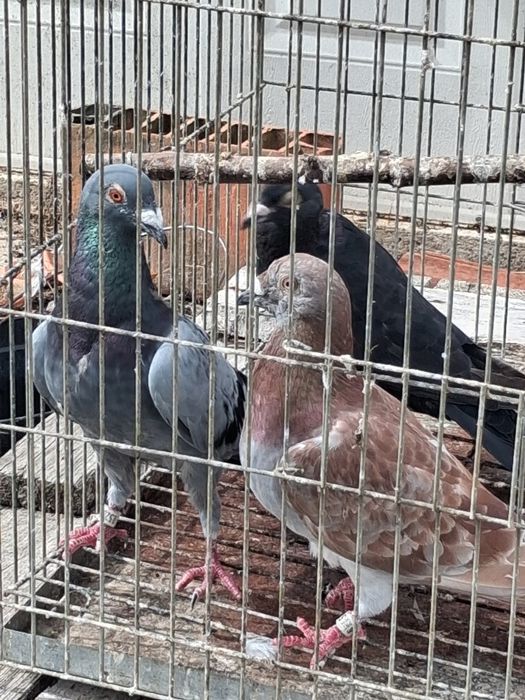 Pombas correias adultas