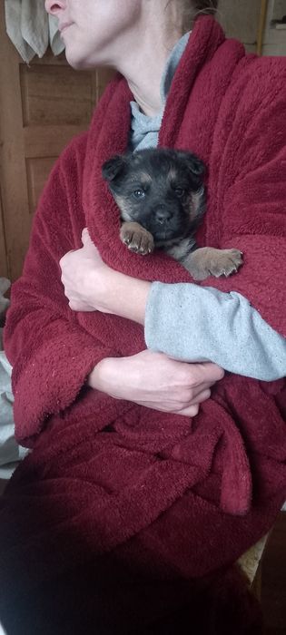 продам цуценят німецької вівчарки