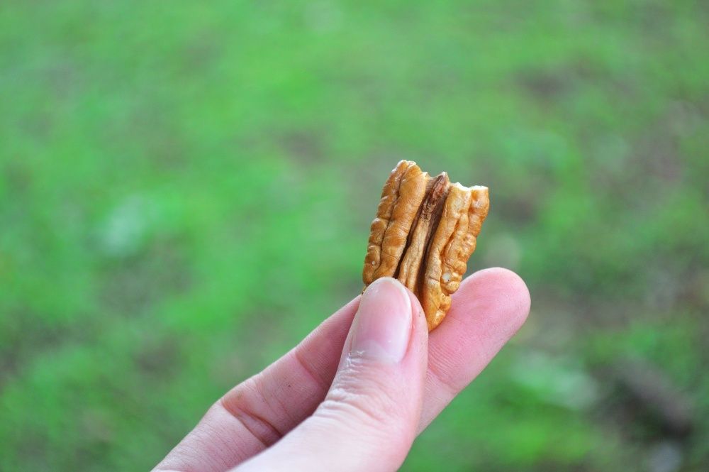 Продам Саженцы  ореха ПЕКАН Привитые и черенки Голандия