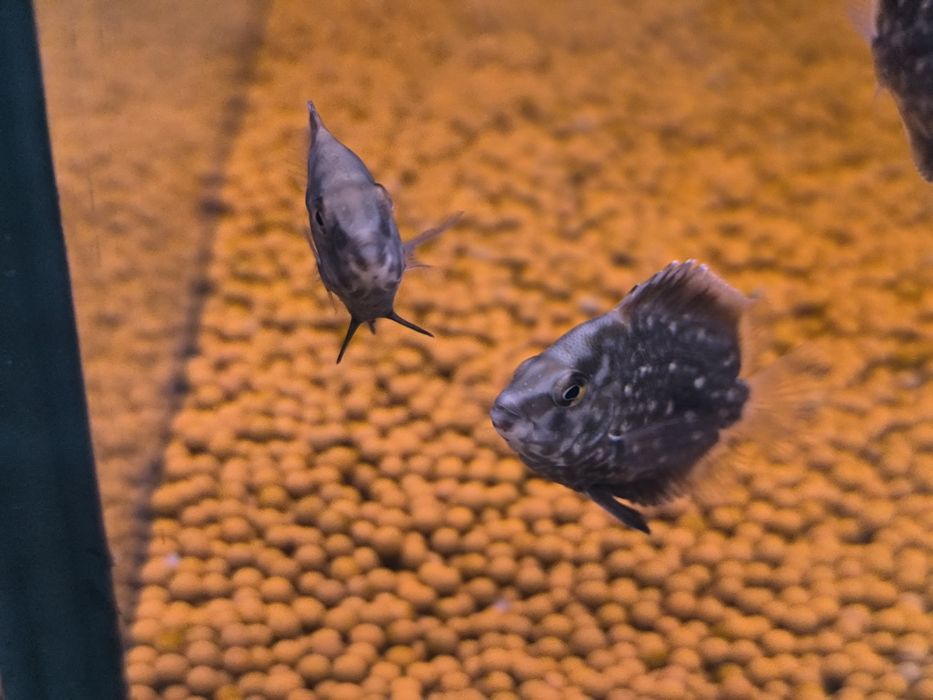 Uarus Amphiacatoides