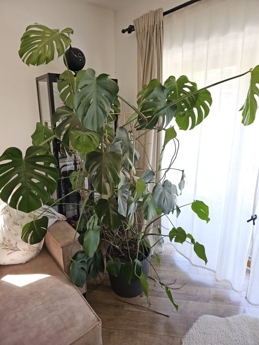 Roślina Monstera Deliciosa - Piękna!