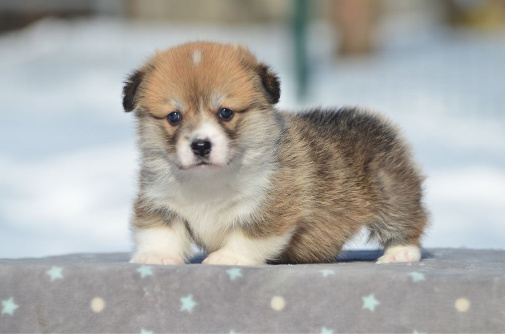 Вельш корги пемброк, девочка