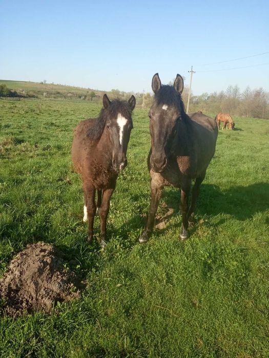 Продається лошиця!