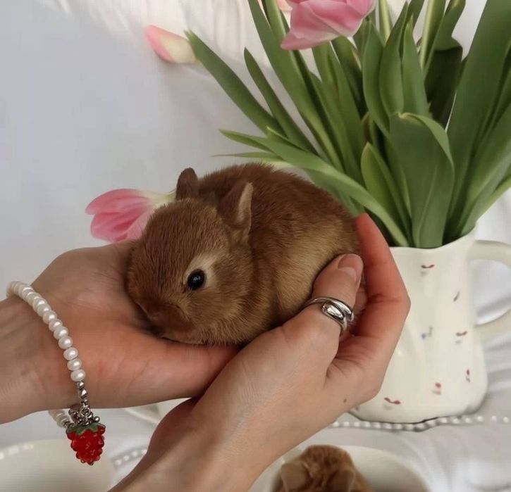 Оранжевий Нідерландський карлик! Декоративний кролик до 900 грам! Залишився один хлопчик поспішайте!