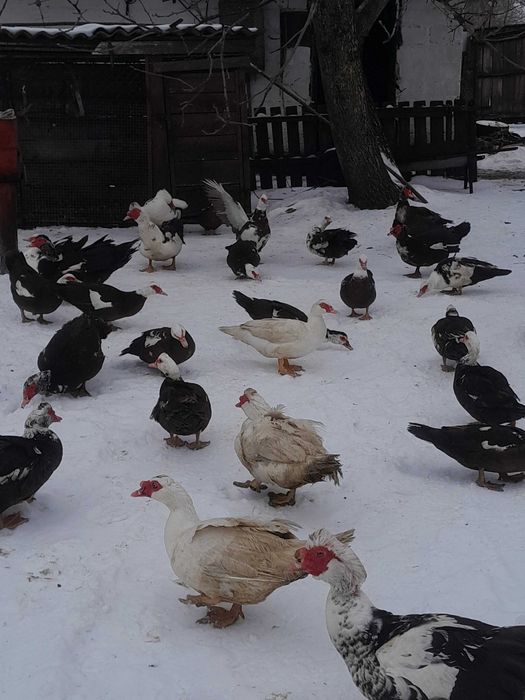 Продам індоутят (м'ясо/розплід)