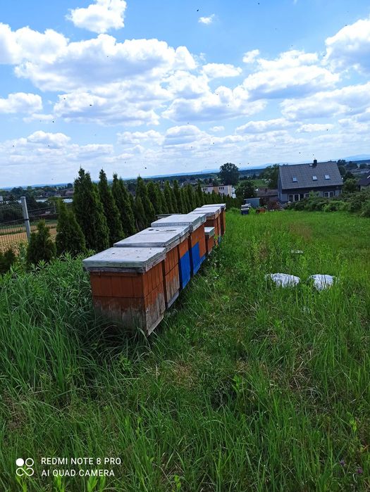 Sprzedam rodziny  pszczele ramka wielkopolska