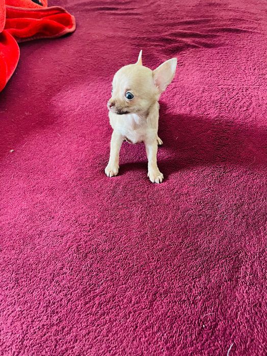 Chihuahua macho miniatura
