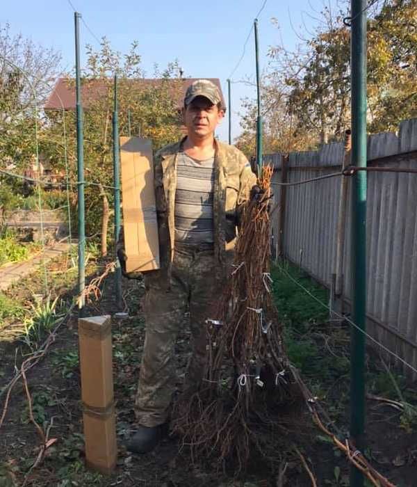 Виноград для соку та вина (саджанці технічних сортів)