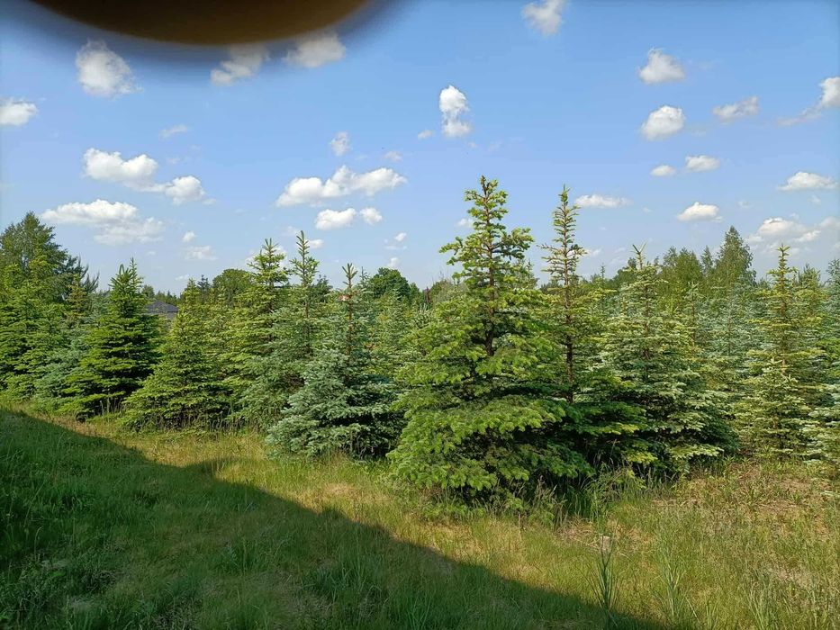 Choinki świerkowe
