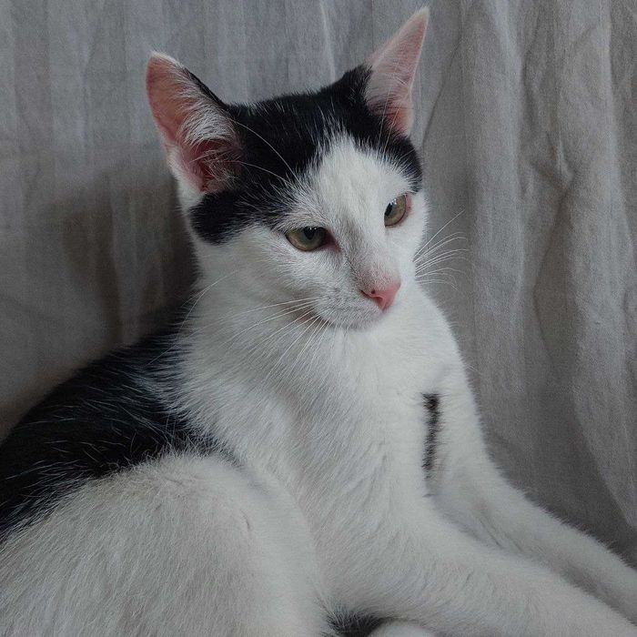 Кошенятко у добрі руки